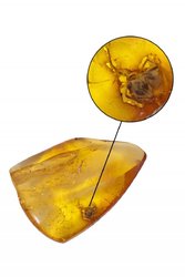 Amber with inclusion