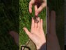 Відео огляд товару Сережки з бурштином і сріблом «Древо життя» | Янтар Полісся